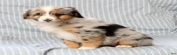 Australian Shepherd dogs for sale: Sophie - Ad 6