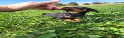 Miniature Pinscher dogs for sale: Male 1 - Ad 6