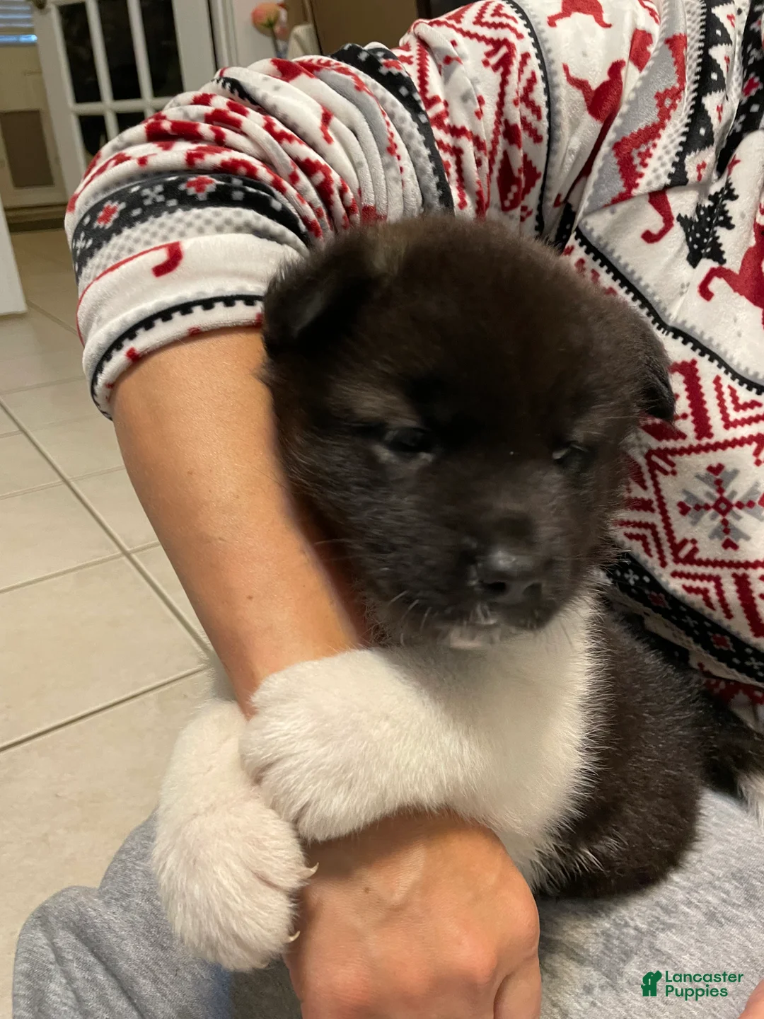 Akita dogs for sale: Mya - Ad 1
