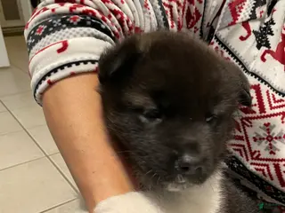 Akita dogs for sale: Mya - Ad 3