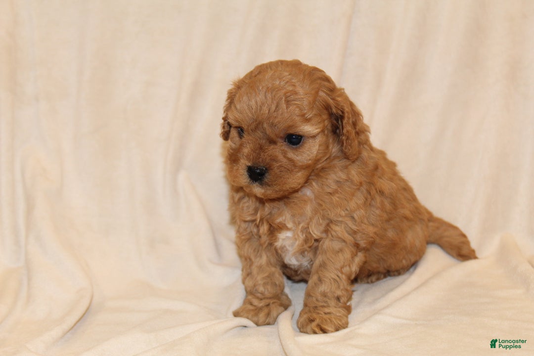 Cavapoo dogs for sale: Ginger - Ad 3