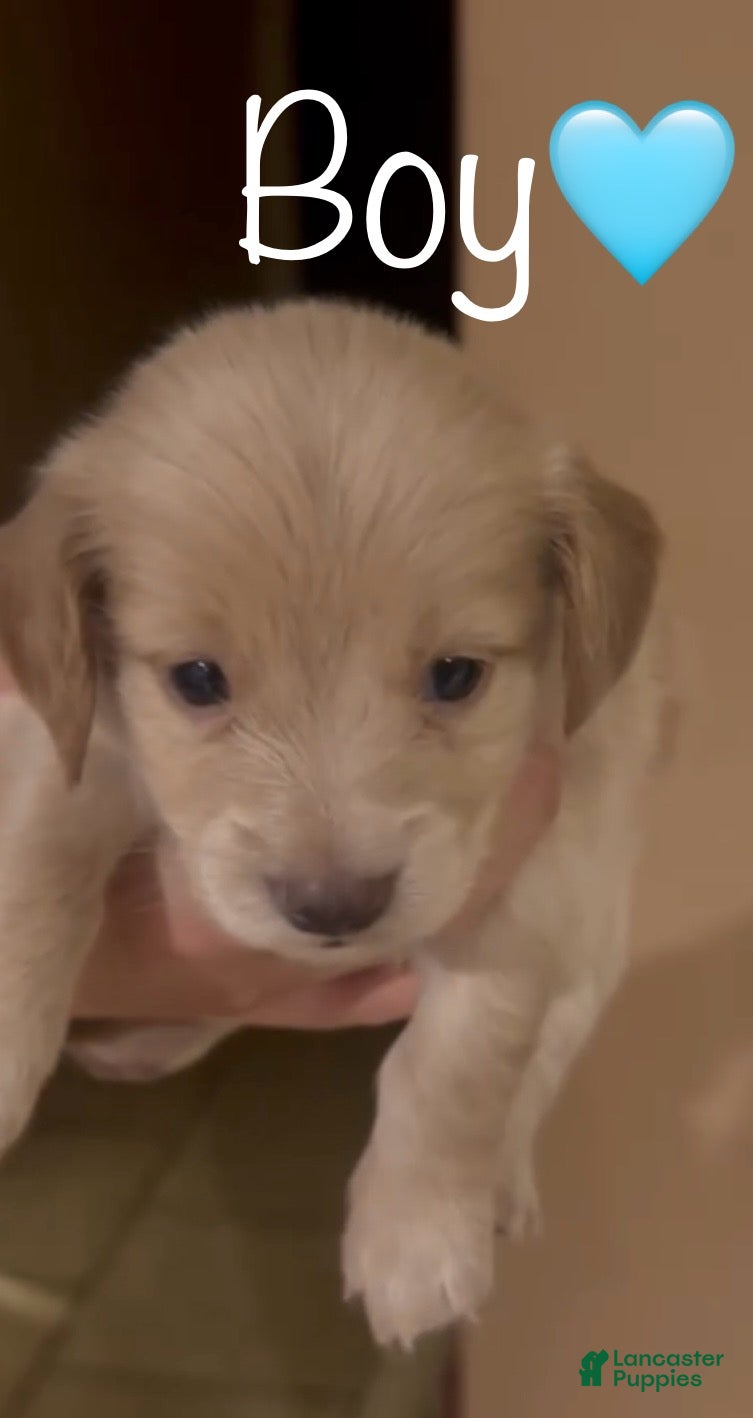 Dachshund dogs Cream boy  - Ad 5