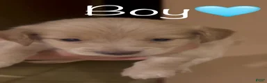 Cream boy 