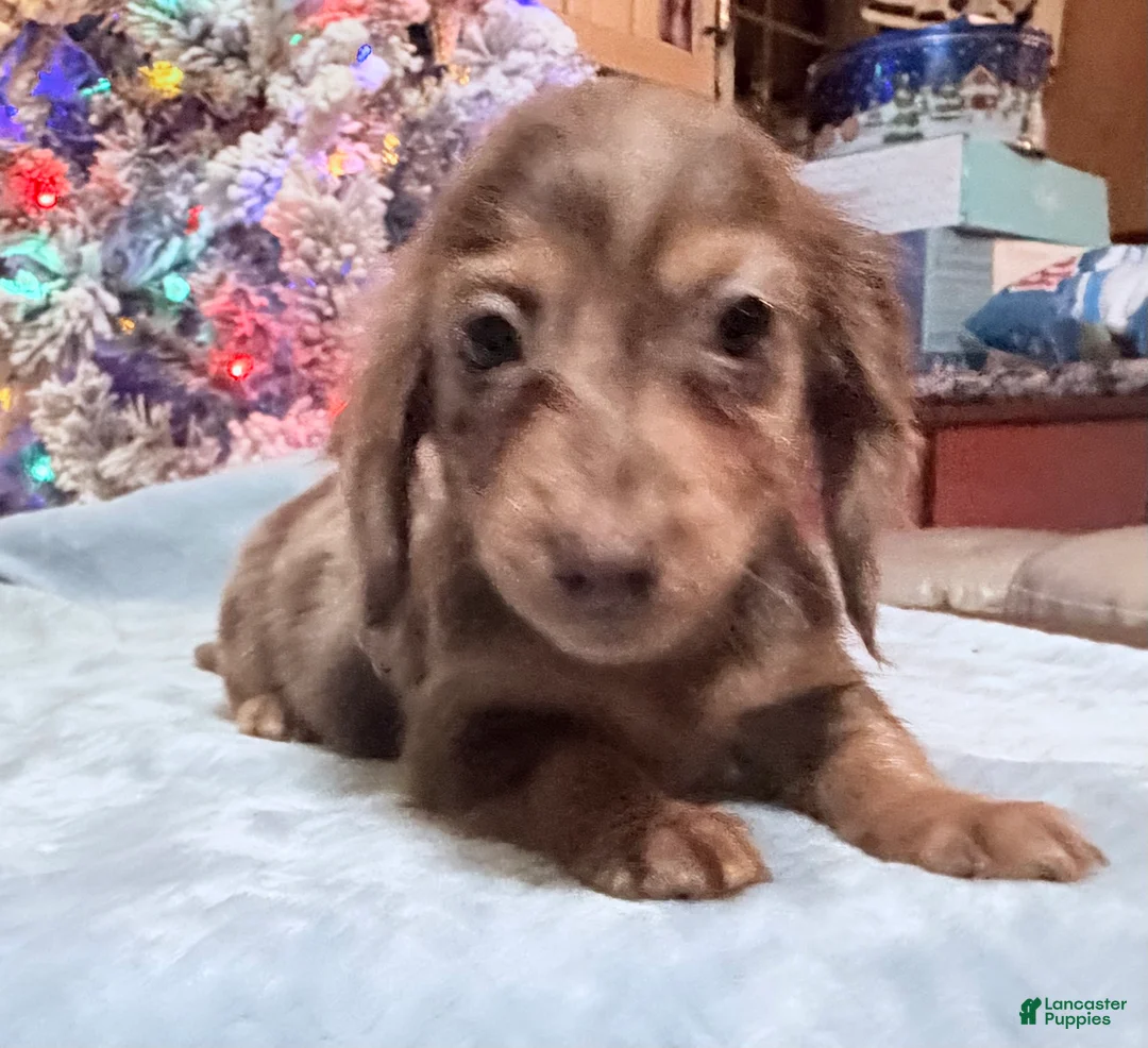 Miniature Dachshund dogs for sale: AKC Russian pra clear - Ad 96