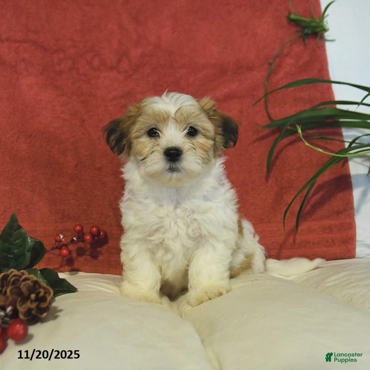 Teddy Bear dogs Brooks - Ad 32