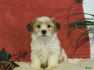 Teddy Bear dogs Brooks - Ad 39