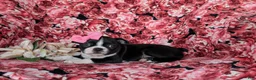 Boston Terrier dogs for sale: Elyce - Ad 4