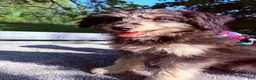 Pomapoo dogs for sale: Potato - Ad 1