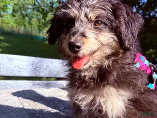 Pomapoo dogs Potato - Ad 17