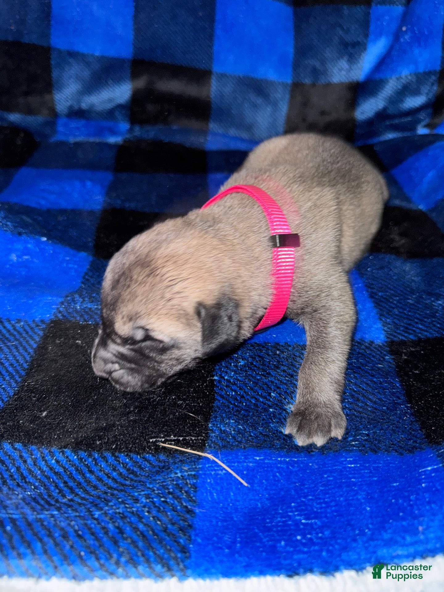 Mixed Breed dogs Anatolian/ Kangal-Pink - Ad 1