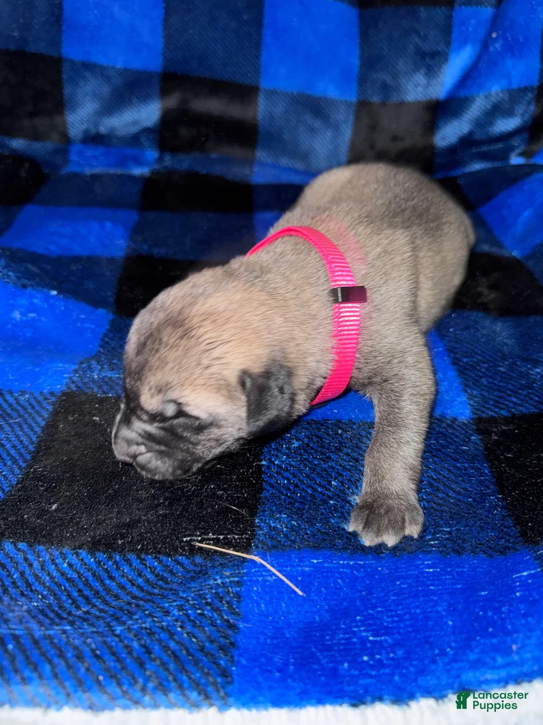 Mixed Breed dogs for sale: Anatolian/ Kangal-Pink - Ad 1