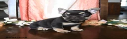 French Bulldog dogs for sale: Hadlee - Ad 3