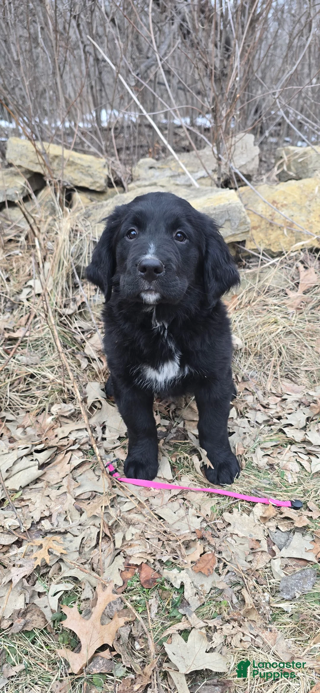 Mixed Breed dogs for sale: Mixed Breed Puppy 2 - Ad 1