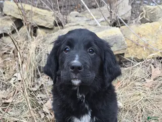 Mixed Breed dogs Mixed Breed Puppy 2 - Ad 28