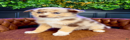 Pomsky dogs for sale: Leo - Ad 3