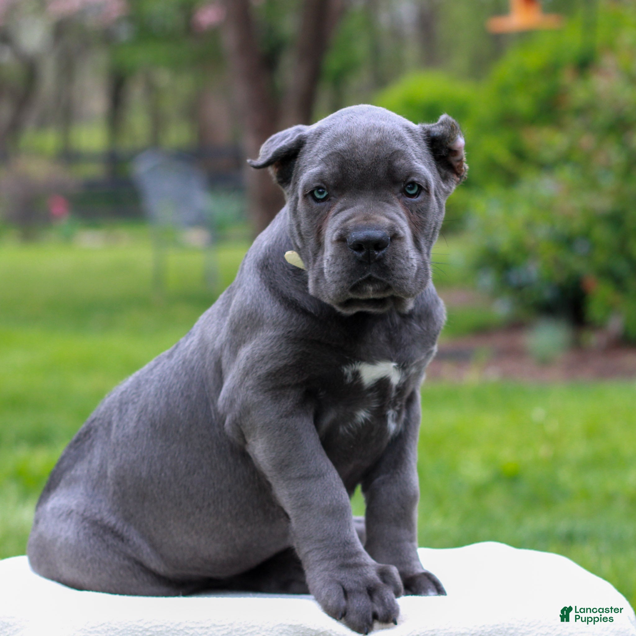 Cane Corso dogs for sale: Francesca  - Ad 4
