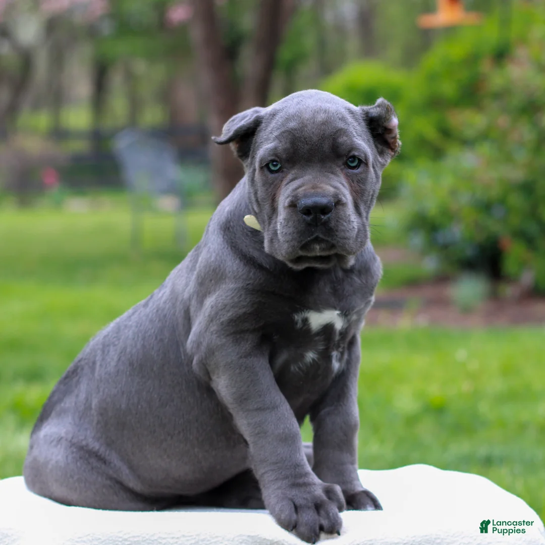 Cane Corso dogs for sale: Francesca  - Ad 1