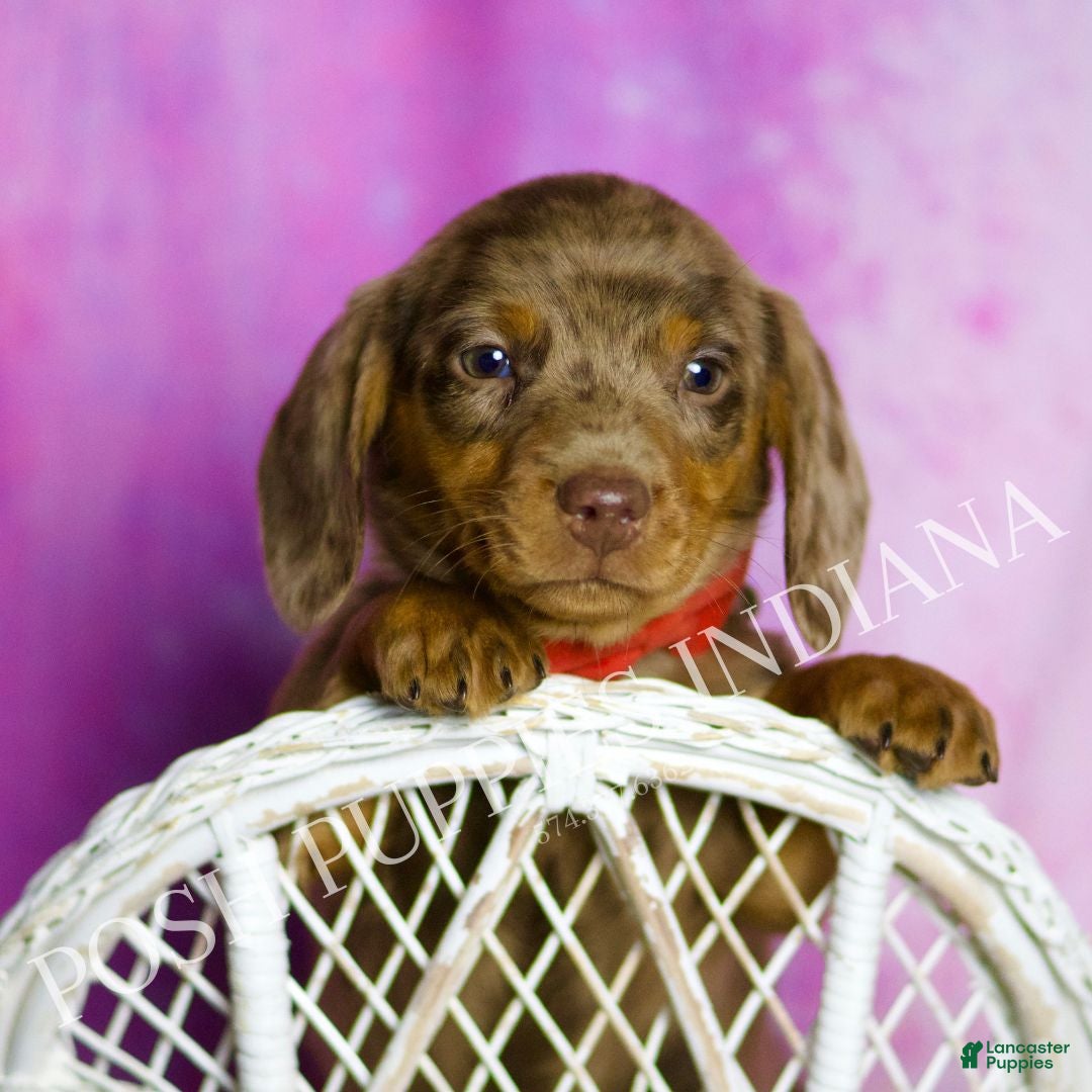 Miniature Dachshund dogs Jasper - Ad 2