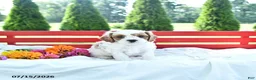 Cavapoo dogs for sale: Linford - Ad 2