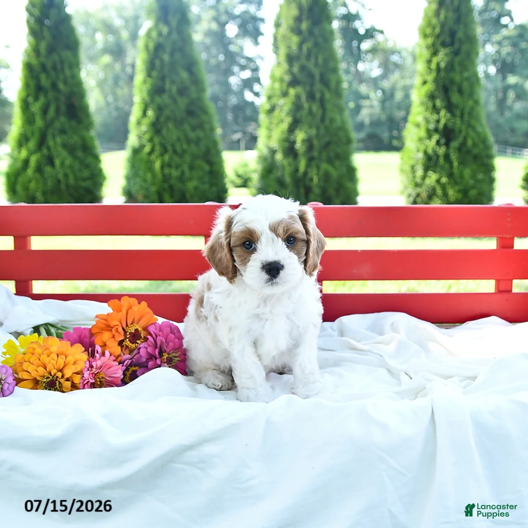 Cavapoo dogs for sale: Linford - Ad 2