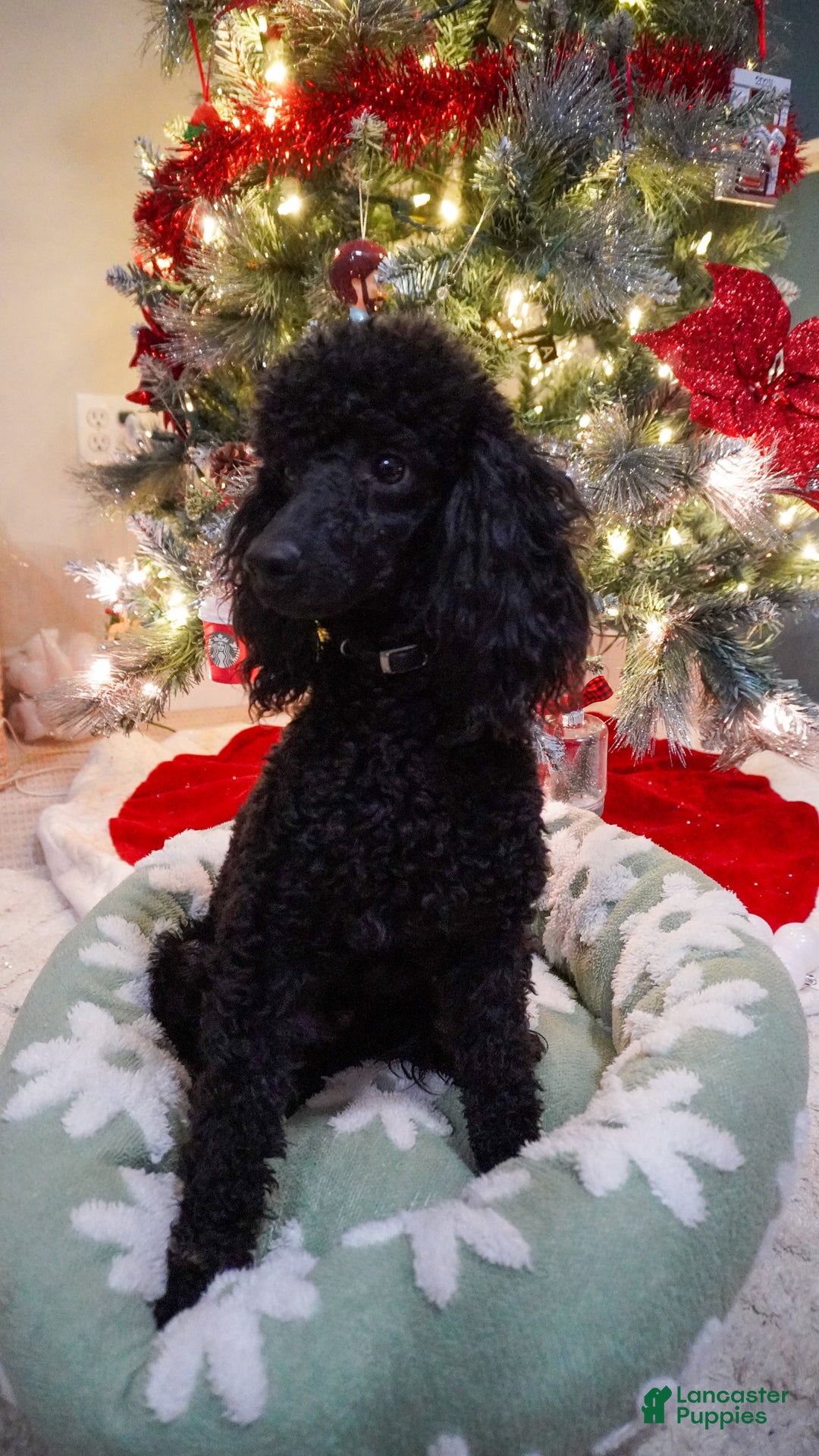 Yorkiepoo dogs for sale: Shaq - Ad 5