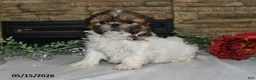 Shih Tzu dogs for sale: Tanya - Ad 3