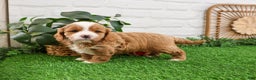 Cavapoo dogs for sale: Gavin - Ad 6