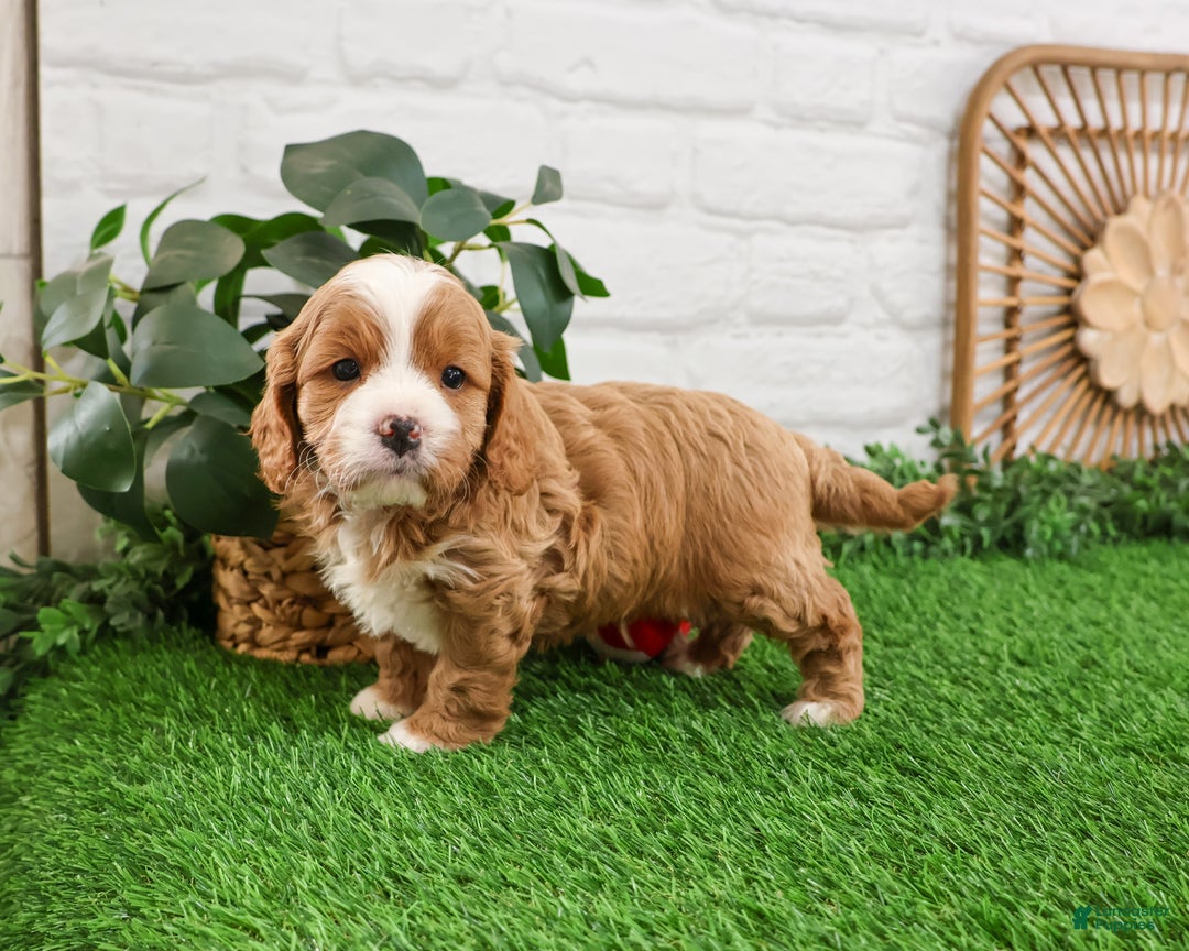 Cavapoo dogs for sale: Gavin - Ad 6
