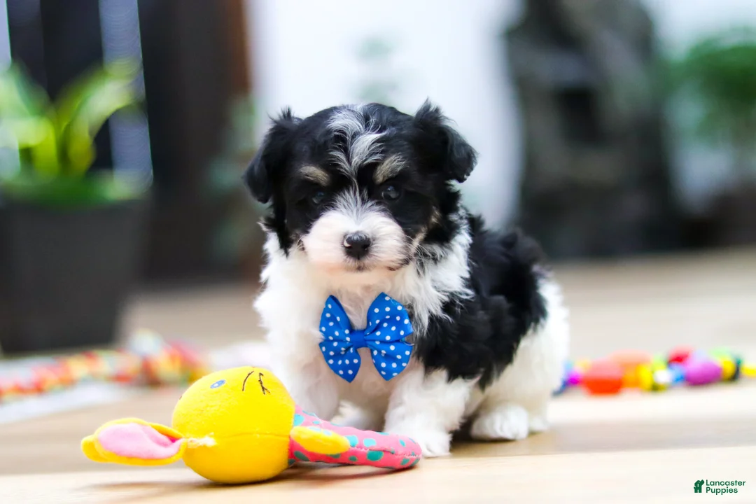 Havanese dogs for sale: Bubbles - Ad 5