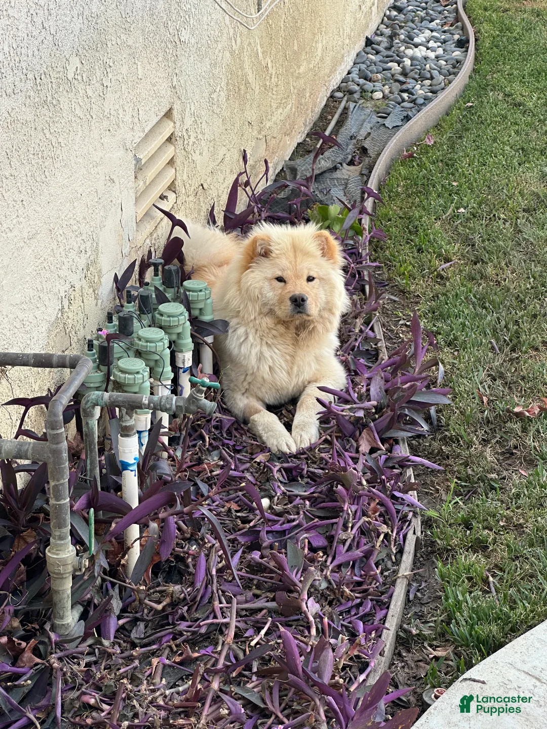 Chow Chow dogs for sale: Chow Chow Puppy 3 - Ad 1