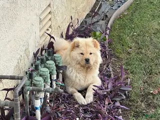 Chow Chow dogs Chow Chow Puppy 6 - Ad 3