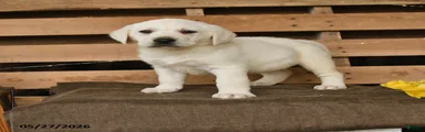 Gulliver