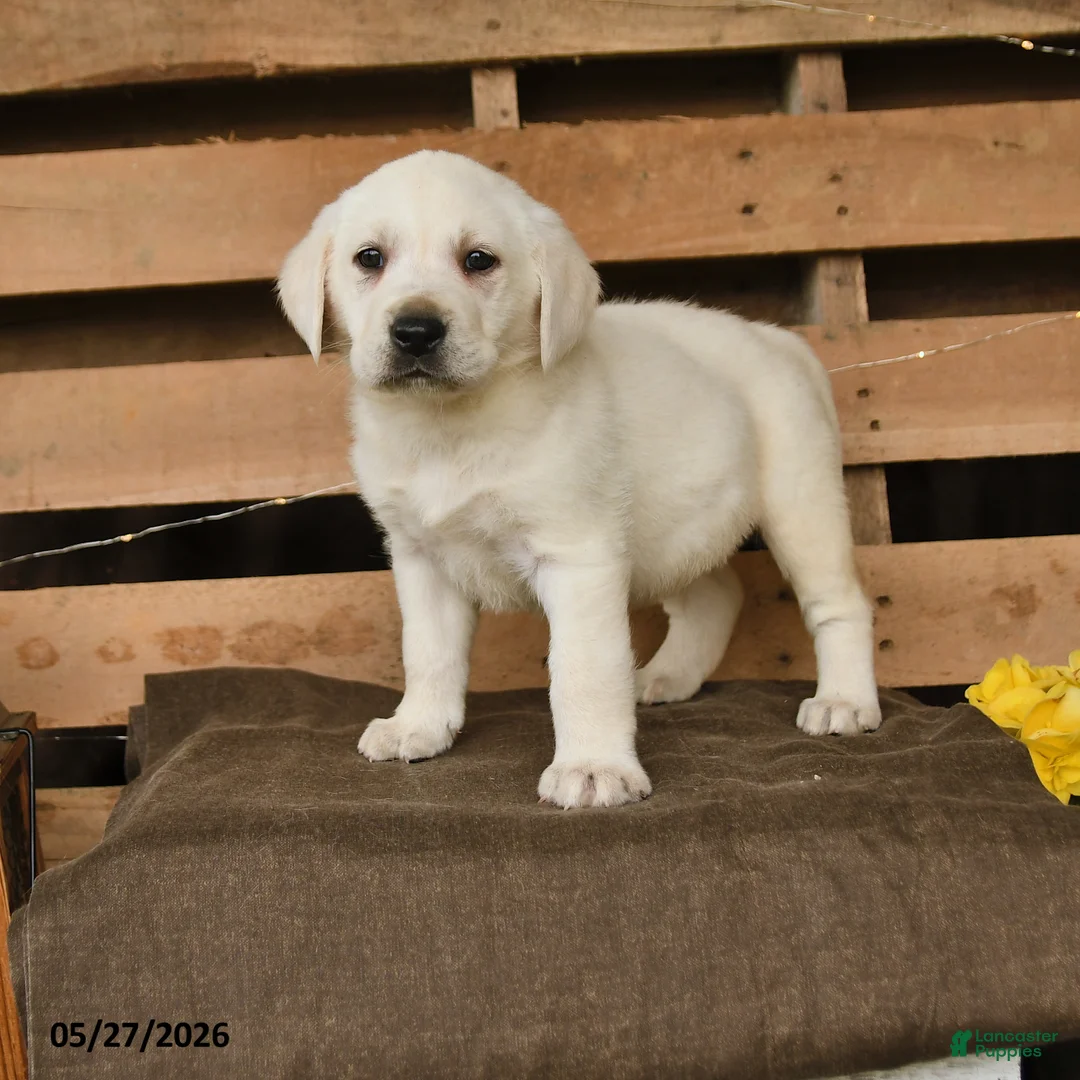 Labrador Retriever dogs for sale: Gulliver - Ad 1
