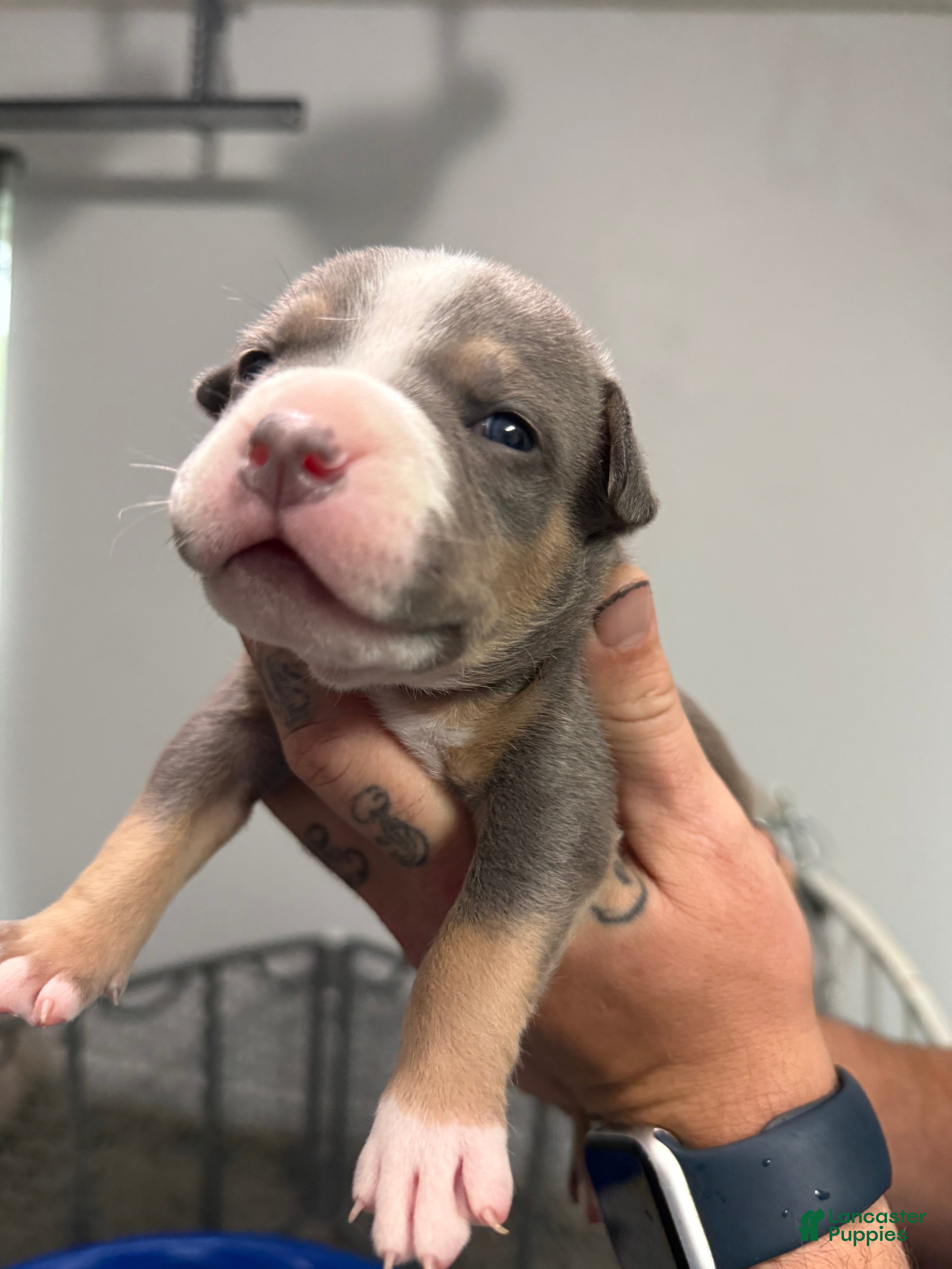 American Bully dogs Mia - XL American Bully Puppy  - Ad 26
