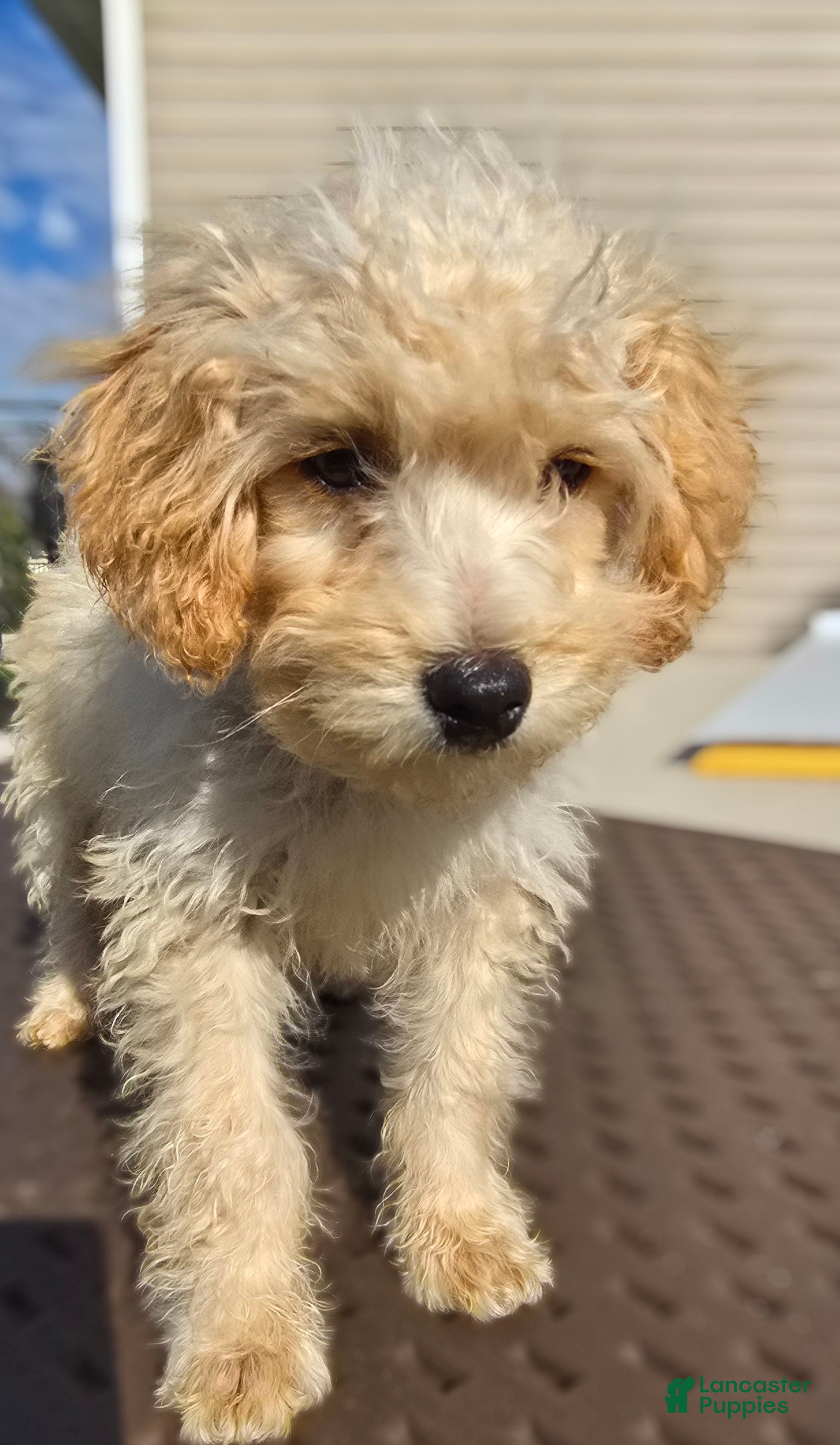 Toy Poodle dogs for sale: Milo - Ad 2