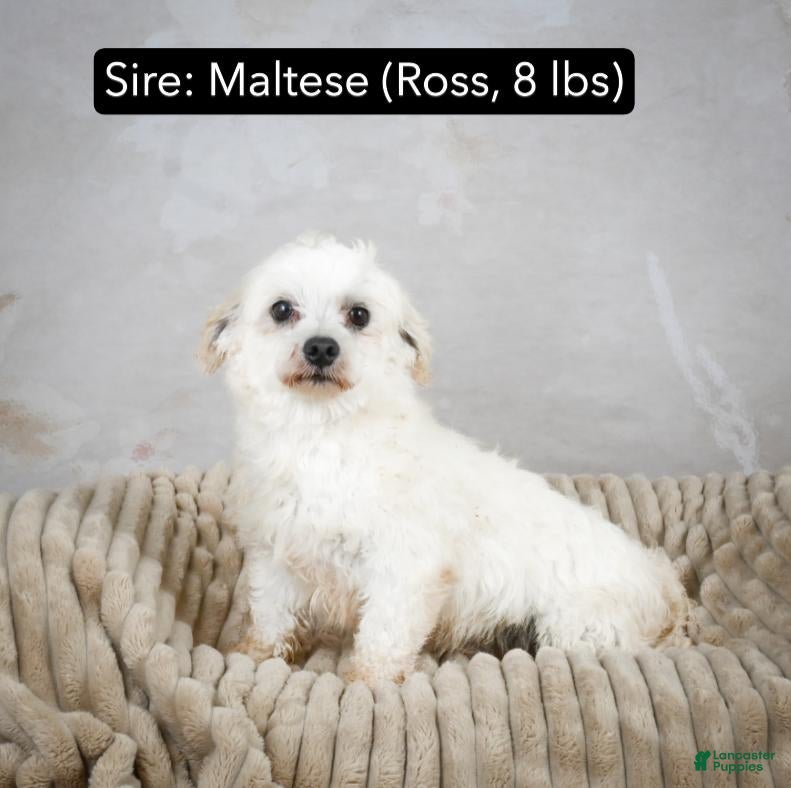 Maltese dogs Daisy - Ad 2