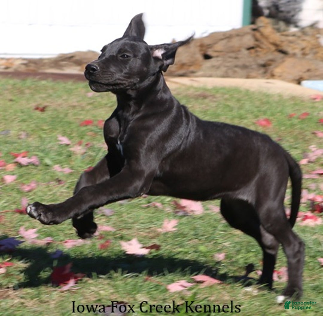 Great Dane dogs for sale: Great Dane Puppy 5 - Ad 2