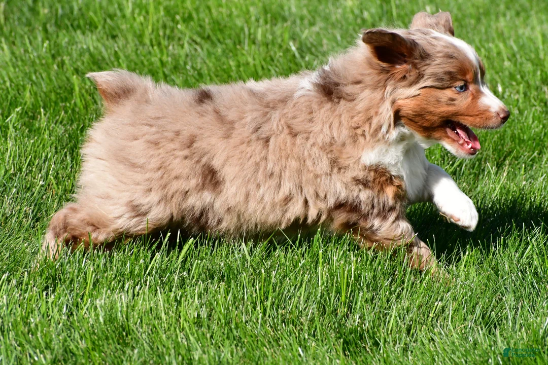Miniature Australian Shepherd dogs for sale: Tasha - Ad 10