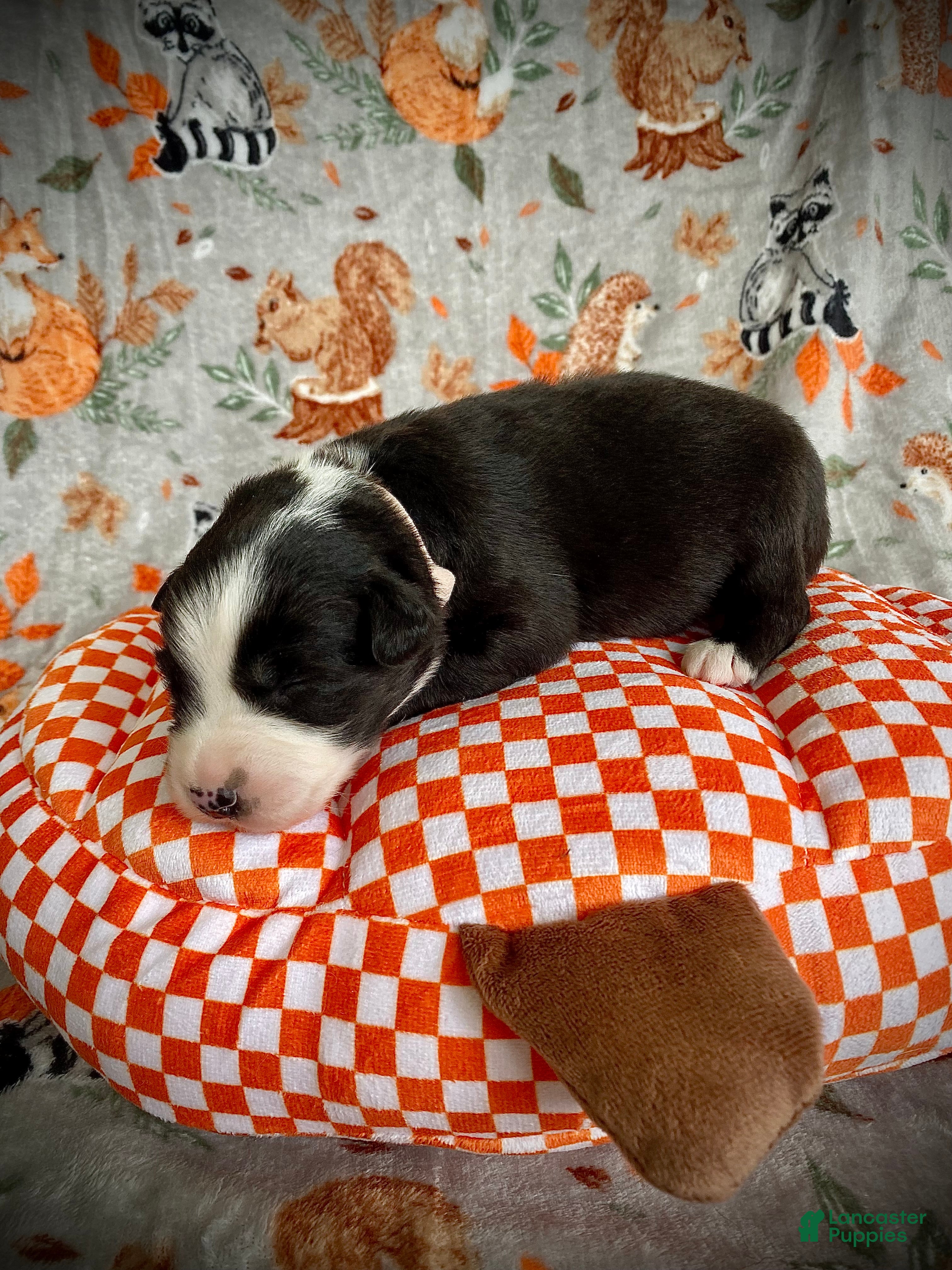Australian Shepherd dogs for sale: Coffee - Ad 2
