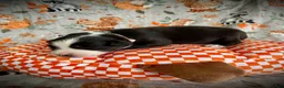 Australian Shepherd dogs for sale: Coffee - Ad 2