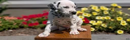 Dalmatian dogs for sale: Chloe - Ad 6