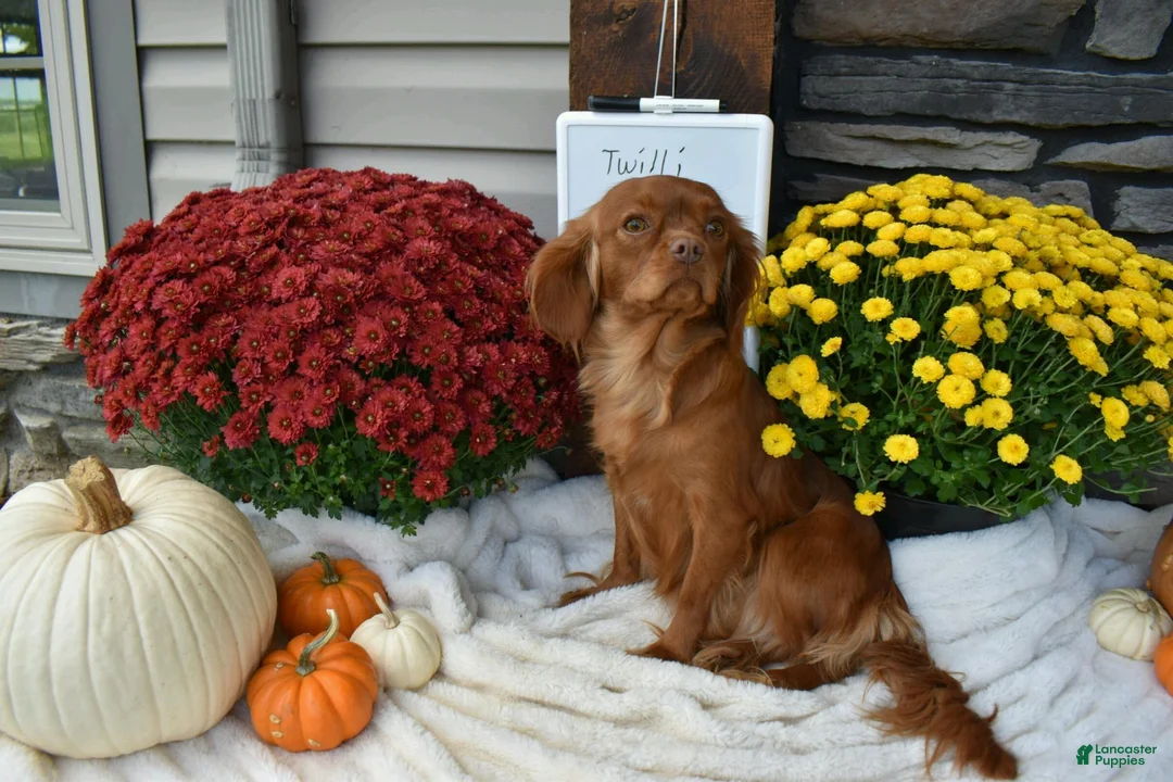 Cavapoo dogs for sale: Skipper  - Ad 5