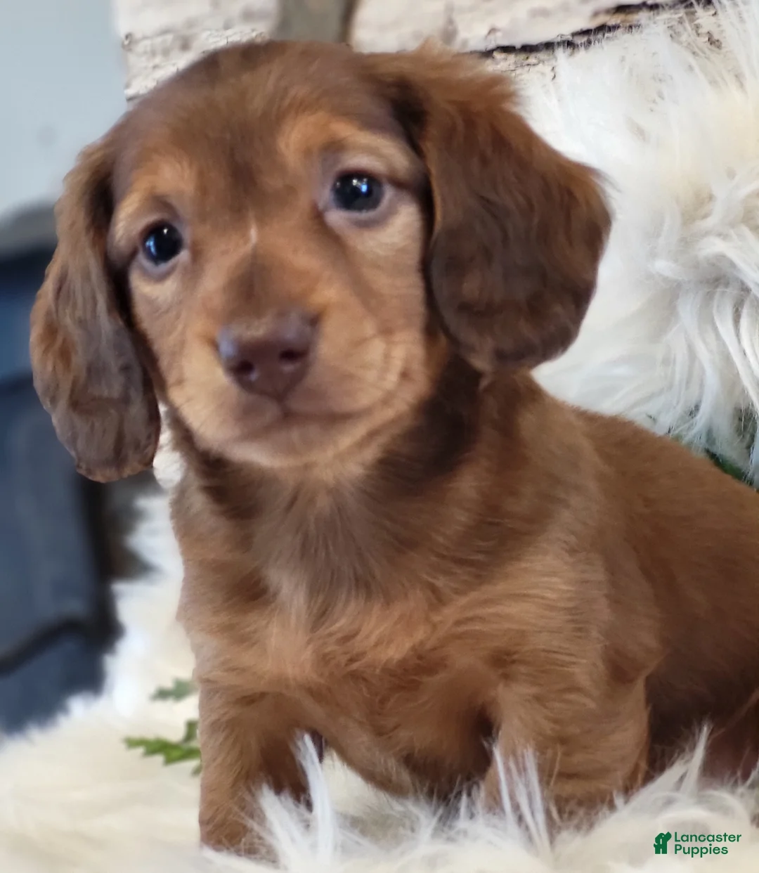 Miniature Dachshund dogs for sale: Tuffy  - Ad 1