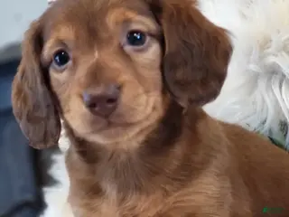 Miniature Dachshund dogs for sale: Tuffy - Ad 1