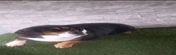 Beabull dogs for sale: Rosie - Ad 8