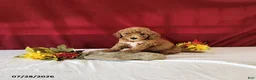 Mini Goldendoodle dogs for sale: Heidi - Ad 2