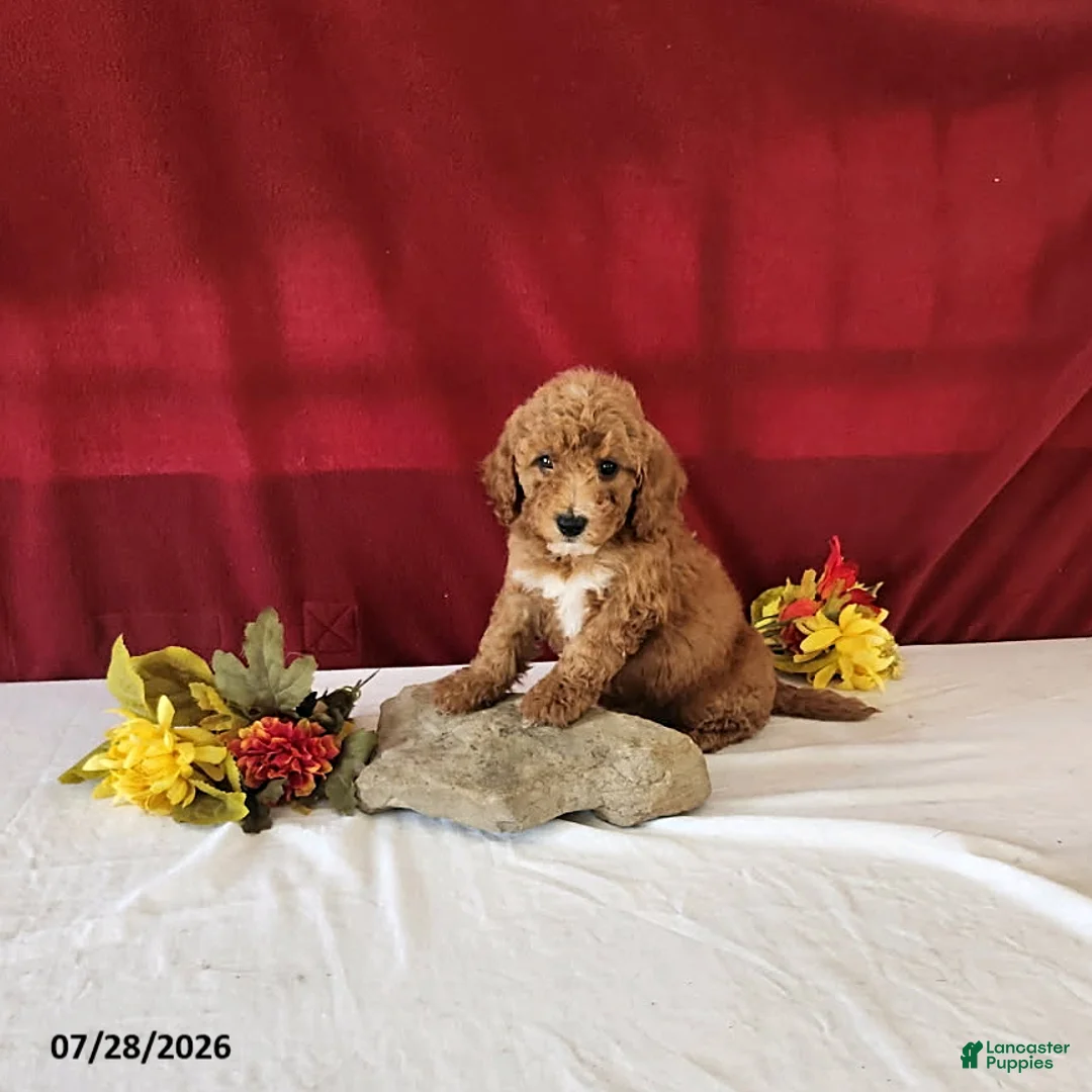 Mini Goldendoodle dogs for sale: Heidi - Ad 2