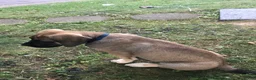 English Mastiff dogs for sale: English Mastiff 1 - Ad 3
