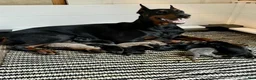 Doberman Pinscher dogs for sale: Green Collar Boy - Ad 2