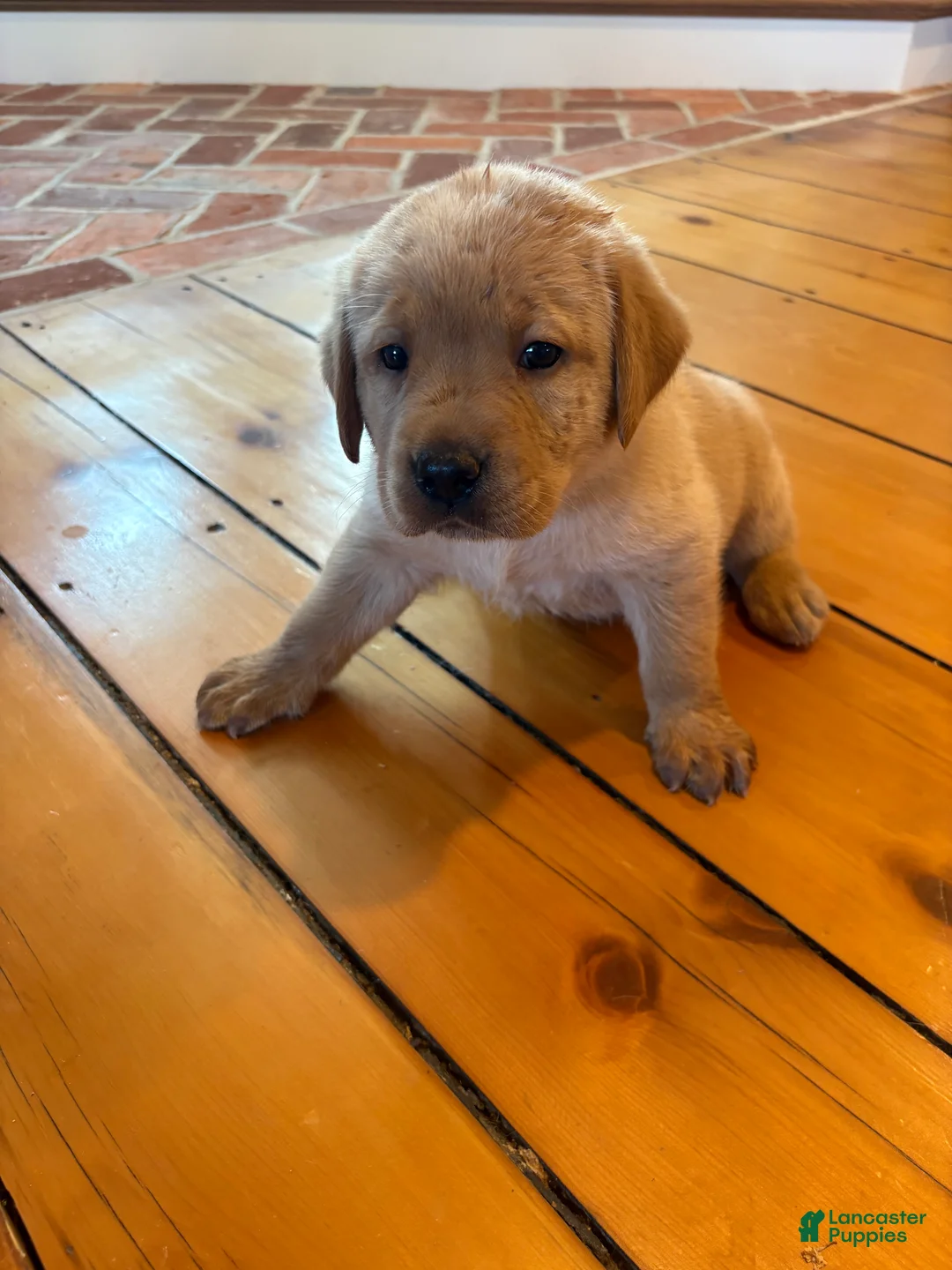 Labrador Retriever dogs for sale: Honey - Ad 5